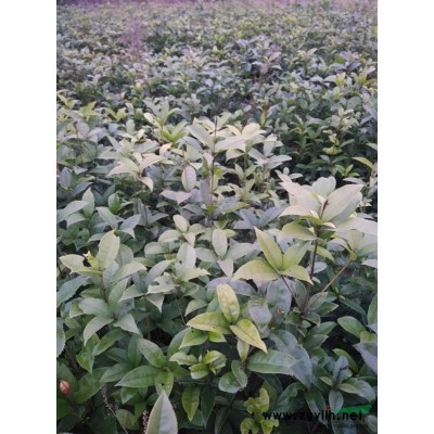 水杉，桂花，女貞，80----200cm高。香樟米徑15以