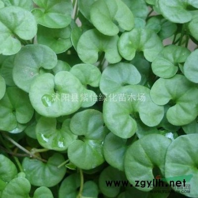 大葉女貞-香樟-廣玉蘭-獨桿紅葉石楠-棕櫚-高桿女貞 樹苗