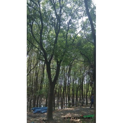 25-35香樟打包出售，貨源上海