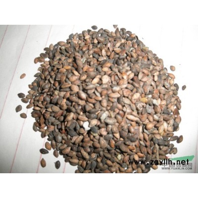 香樟圖片\香樟報價