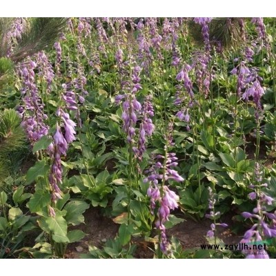 江蘇香樟*新報價/香樟圖片