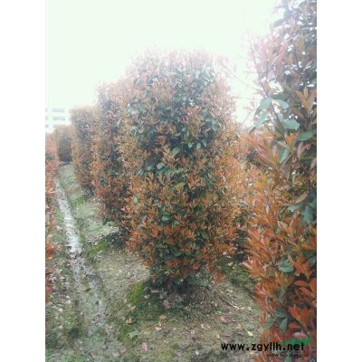 樂昌含笑、杜英、香樟