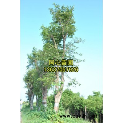 供應香樟1/供應安徽香樟1/特價供應香樟1