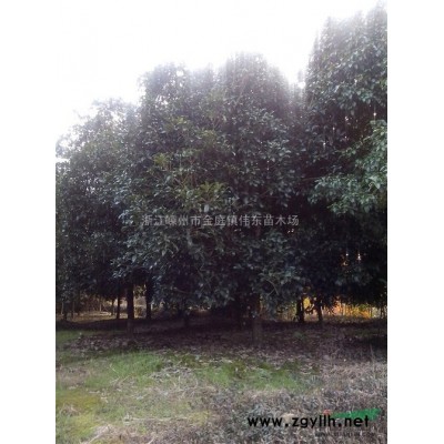 金桂、精品金桂、浙江精品桂花基地