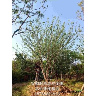 肥西叢生女貞基地-肥西叢生大葉女貞出售-冠200-400cm