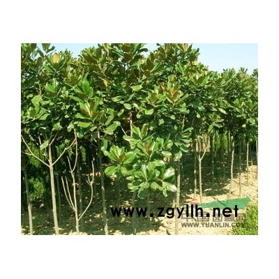 湖北香樟1/湖北香樟1供應(yīng)/出售湖北香樟1