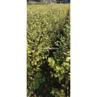 江西[產品]/江西大葉女貞小苗價格/報價