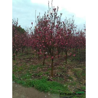 大葉女貞基地低價(jià)供應(yīng)大葉女貞