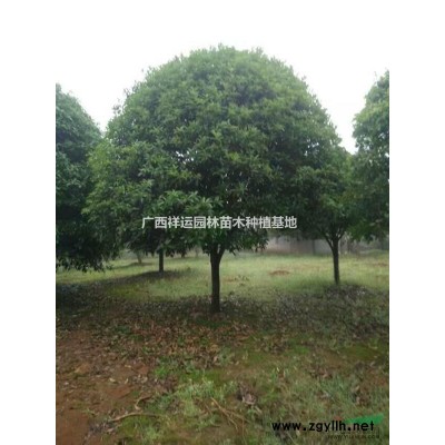 供應桂花 廣西桂花10公分18公分20公分精品桂花 桂花批發