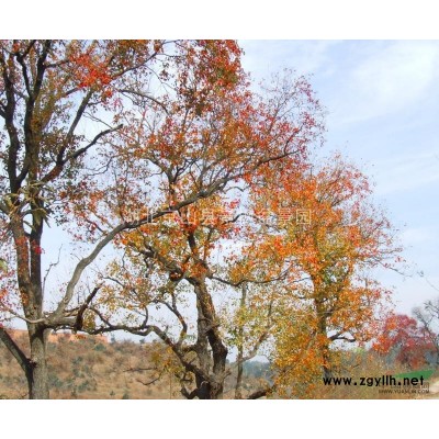 香樟供應/香樟圖片