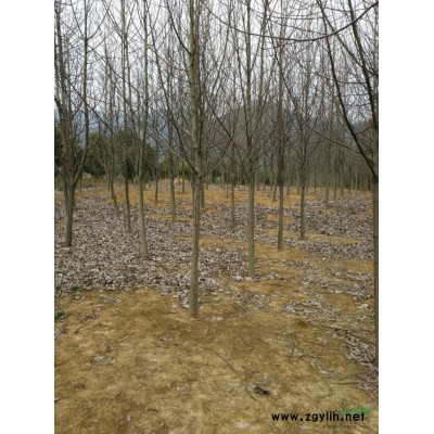 桂花行情報價\桂花圖片展示