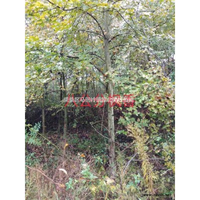 大葉女貞行情報價\大葉女貞圖片展示