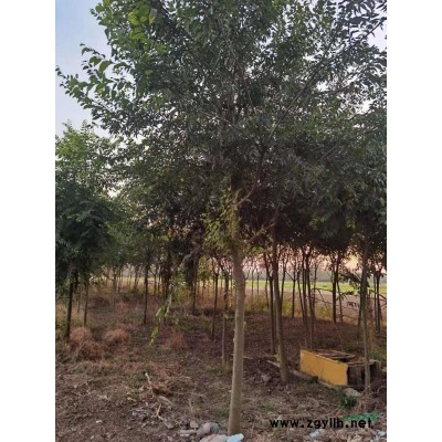 8-15公分樸樹，3公分原生大葉女貞清地處理