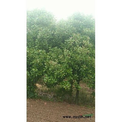 河南桂花 駐馬店桂花樹(shù) 河南桂花農(nóng)戶(hù)批發(fā)/供應(yīng)