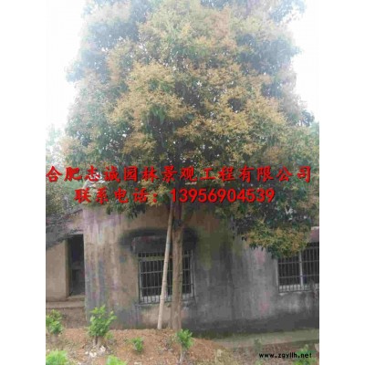 大葉女貞1-18公分大葉女貞，大葉女貞價(jià)格，高桿女貞