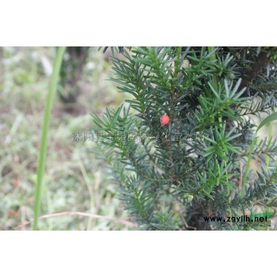 江蘇批發大葉女貞，大葉女貞起苗中