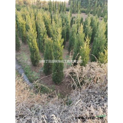 安徽桂花 滁州桂花樹圖片/安徽桂花 滁州桂花樹報價