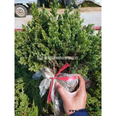 桂花·桂花圖片·桂花種植基地