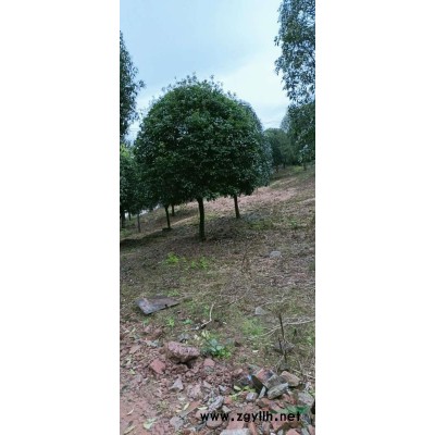 精品桂花15到25的