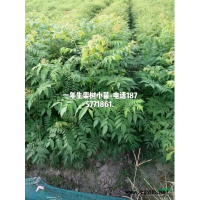 供應，2~4公分，桂花