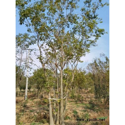 三角楓，樸樹，紅葉李，櫸樹，桂花，烏桕，