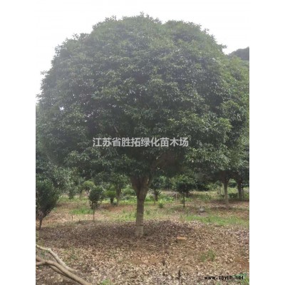 大小規格江蘇大葉女貞/8公分大葉女貞/6公分大葉女貞/江蘇大葉女貞基地