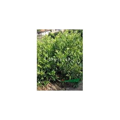 泉州桂花、莆田桂花、龍巖桂花、廈門桂花