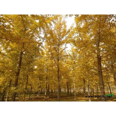 胸徑7-15公分的大葉女貞 欒樹 無患子