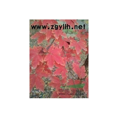 香樟、桂花、杜英種子等大量低價供應