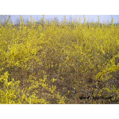 金葉女貞、大、小葉黃楊、銀杏、黃金槐、風香果