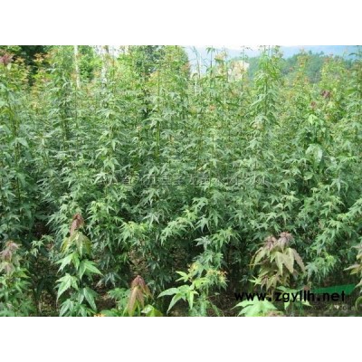 江西無患子、楓香、香樟樹/香樟*新供應(yīng)/楓香批量供應(yīng)