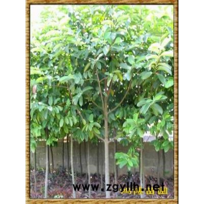 廣玉蘭、樂昌含笑、深山含笑、杜英