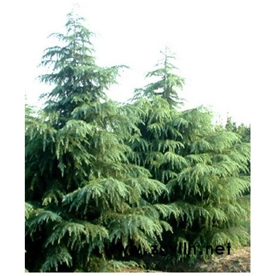 雪松、蜀檜、廣玉蘭、大葉黃楊