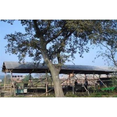 香樟供應/香樟圖片