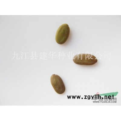 小葉樟種子 香樟種子  樟樹種子