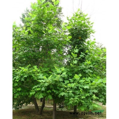 江西香樟種子供應/江西香樟種子價格