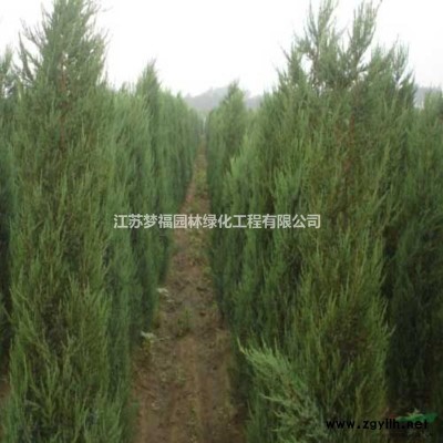 供應(yīng)桂花，金桂，丹桂，大桂花樹，朱砂桂