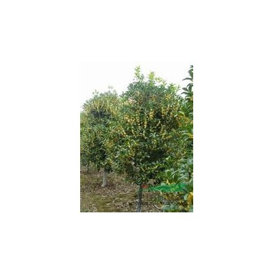 殺頭5年茂胸徑20公分18公分15公分精品大葉女貞產地