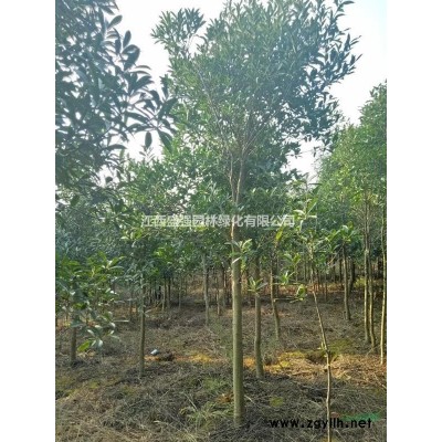 3公分，4公分，5公分大葉女貞小苗