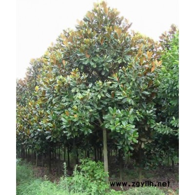 貴州大葉女貞價格直銷