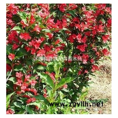 3公分/分5公分大葉女貞價格