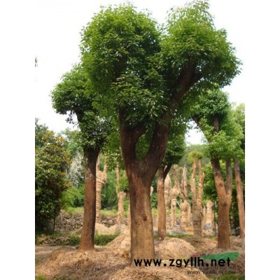 香樟%%骨架香樟%%多頭香樟