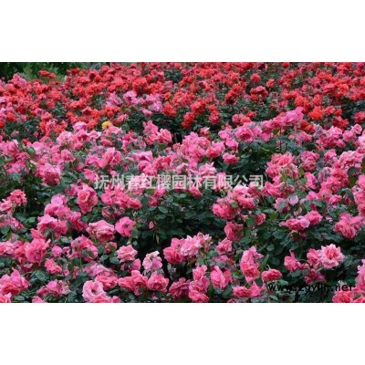 永福粉彩桂**桂花新品種 江西供應矮彩桂高度40cm價格道路彩化值得*品種