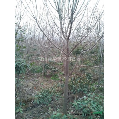 常州苗木基地供應(yīng)大葉女貞/高桿女貞行情價格/榆葉梅苗圃報價