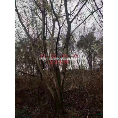 江西大葉女貞 九江大葉女貞價格 哪里好/哪家便宜