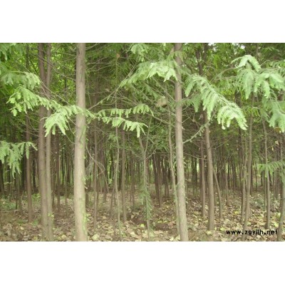 優(yōu)良池杉、水杉、意楊、香樟、蘇柳、垂柳、桂花樹苗木等