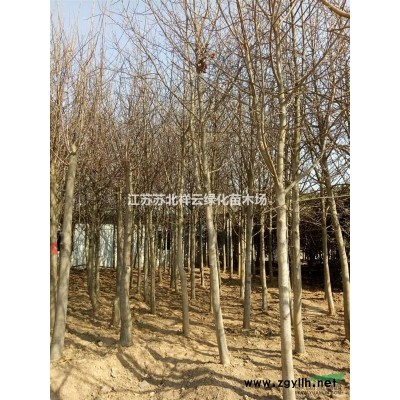 桂花基地，大小桂花直銷