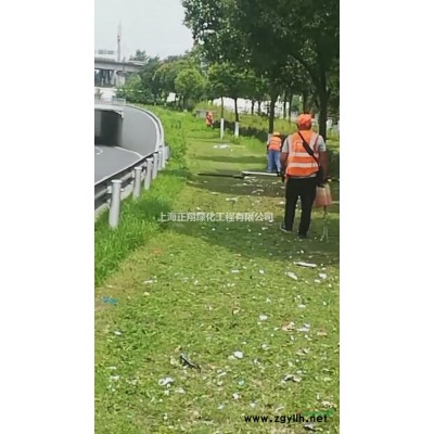 供應1.5米冠副的桂花，貨在上海