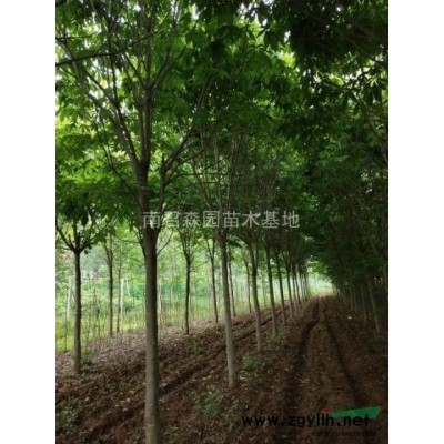 河南南陽供應(yīng)大小規(guī)格大葉女貞