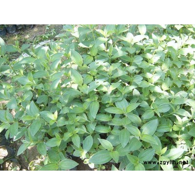 石楠樹、樸樹、香樟樹